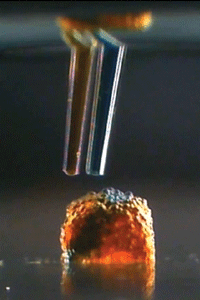 3D - Imprimer du tissu humain, c’est possible !