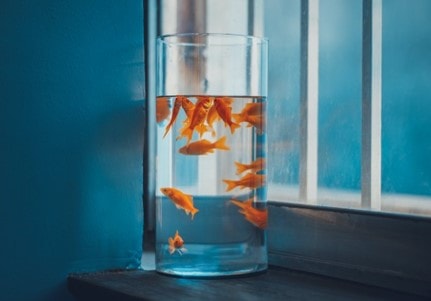 À titre de comparaison, un poisson rouge peut se concentrer pendant 9 secondes.